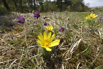 Frühlings-Adonisröschen (Adonis vernalis) und Küchenschellen, Naturschutzgebiet Sodenberg-Gans bei Hammelburg